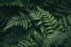 Dans une forêt du Panama, des chercheurs de l’université de l’Illinois (États-Unis) ont découvert par hasard une fougère qui transforme ses feuilles mortes en racines. © szaboerwin, Adobe Stock