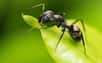 Un parasite qui transforme les fourmis en zombies les aide à éviter les chaleurs trop écrasantes. Et à survivre plus longtemps. Au moins jusqu’à ce qu’elles soient finalement mangées par un herbivore de passage.