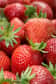 Selon une nouvelle étude publiée dans la revue Plos One, la consommation de fraises permettrait de prévenir des pathologies comme le diabète ou la maladie d'Alzheimer.