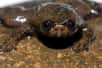 Une espèce rare de grenouille vivant sur l’île de Bornéo, en Indonésie, vient seulement d’être examinée en détail. Surprise : elle respire sans poumons.