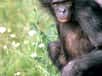 L’Homme n’a plus un, mais bien deux cousins particulièrement proches sur base de critères génétiques : le chimpanzé commun et le bonobo. Ces deux espèces sœurs possèdent en effet 98,7 % de leur ADN en commun avec le nôtre. C’est ce que révèle le premier séquençage complet du génome de Pan paniscus.