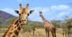 Un fossile d'une espèce de girafe encore inconnue jusque-là a été découvert en Chine. Cet ancêtre de nos girafes actuelles montre des particularités morphologiques étonnantes avec des articulations tête-cou les plus compliquées connues à ce jour chez les mammifères. Cette découverte apporte de nouvelles informations sur l'évolution du long cou des girafes.