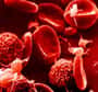 Quel que soit notre groupe sanguin, nous pourrions tous devenir donneurs universels; c'est, du moins, ce que laisse envisager la découverte effectuée par Gerlind Sulzenbacher, Yves Bourne et Bernard Henrissat, du CNRS (Université Aix-Marseille), publiée en avril dans Nature Biotechnology.