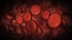 Les globules rouges constituent le stade terminal de l'érythropoïèse. Juste avant, ils ont été des réticulocytes, encore immatures mais déjà bien avancés dans la différenciation cellulaire. © Gothicpagan, Deviantart.com, cc by nc nd 3.0
