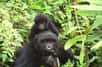 Des gorilles des montagnes, déjà très peu nombreux dans les forêts africaines, seraient décédés des suites d’une infection par un virus... probablement apporté par des touristes ! Cette triste découverte soulève la question de la protection des grands singes dans leur milieu naturel.