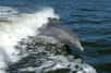 Une hécatombe de grands dauphins est en train de se produire sur la côte est des États-Unis. L’événement est classé « mortalité inhabituelle » et s’inscrit comme le 60e depuis 1991. Retour sur l’étrangeté du phénomène.