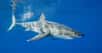Des chercheurs ont filmé, pour la première fois, ce qui semble être un grand requin blanc nouveau-né. © wildestanimal, Adobe Stock