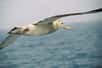 Enfin une espèce à laquelle le changement climatique profite ! L'albatros hurleur, aidé par des vents qui s'intensifient, vole plus vite et ses voyages alimentaires sont ainsi plus courts ; augmentant son succès reproducteur. Mais qu'il en profite, car cela ne devrait pas durer...