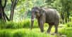 Des chercheurs de l’université de Californie (États-Unis) montrent que les éléphants d’Asie ont perdu plus de la moitié de leur territoire. © hangingpixels, Adobe Stock