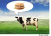 Les gastro-entérites graves provoquées par la consommation de viande bovine contaminée pourraient disparaître grâce à la découverte du mode d’action de la bactérie pathogène. Un bon début qui permettra à terme d’éviter sa propagation et d’endiguer la fameuse « maladie du hamburger ».
