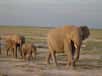 On le sait : les éléphants communiquent entre eux jusqu’à 10 km de distance grâce à des infrasons inaudibles pour nous. Mais comment sont-ils émis ? On vient de le comprendre : par les vibrations des cordes vocales, c'est-à-dire à la manière dont nous parlons.