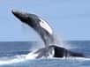 Le chant des baleines est l’un des sons les plus complexes du règne animal. Pour en comprendre le sens, des scientifiques ont analysé le comportement corporel et la localisation du cétacé, ainsi que la période à laquelle il chante. Mais l’affaire n’est pas simple, car suivre une baleine et plonger rapidement le micro dans l’eau au moment opportun est impossible. La NOAA semble avoir trouvé une solution fiable : l’acoustique passive.