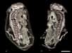 Pour la première fois, un terrier fossilisé a été passé aux rayons X et reconstitué en images 3D. La finesse et le détail des images sont étonnantes, et révèlent la cohabitation d’un amphibien et d’un reptile mammalien. Détails sur cette curieuse découverte.