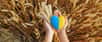 Guerre en Ukraine : quelles conséquences sur la production de blé ? Faut-il craindre une faim dans le monde ? © DenisProduction.com, Adobe Stock