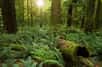 Le botaniste Francis Hallé poursuit son rêve ambitieux&nbsp;de faire renaître une forêt primaire en Europe de l’Ouest. ©&nbsp; Sang Trinh, Ottawa, Canada, Wikimedia Commons, CC by-sa 2.0
