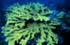 Après trois ans d’études, le constat est formel : l’excès d’azote et de phosphore dans l’océan est impliqué dans la disparition des coraux. Apportés par les eaux usées ou par le déversement de fertilisants, ces éléments favorisent le développement de maladies et le blanchiment des cnidaires. La bonne nouvelle est qu’en arrêtant ces rejets, les coraux sont capables de se refaire une santé, et reprennent leurs droits dans les récifs.