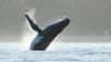 Les baleines, de grands mammifères marins qui réservent encore bien des mystères. © Adrien Fajeau, Globice