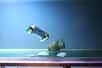 Financé dans le cadre du projet européen Arrows, U-Cat est un robot biomimétique qui reproduit le mode de déplacement des tortues de mer avec quatre nageoires indépendantes motorisées. Petit et très manœuvrant, il se destine à aider les archéologues lors de campagnes d’exploration d’épaves sous-marines. Il sera testé en mer Méditerranée ainsi que dans la Baltique durant l’été prochain.