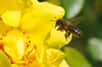 L’odorat des abeilles est mis à rude épreuve. Les gaz d’échappement issus du diesel modifient le profil d’odeur d’une plante, principal outil de reconnaissance pour une butineuse. En présence de trop fortes quantités de ces gaz, l’insecte pourrait devenir incapable de discerner des autres la fleur à butiner.