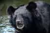 L'ours à collier est aussi appelée ours noir d'Asie. Il est classé en catégorie « vulnérable » par l'Union internationale pour la conservation de la nature. © Guérin Nicolas, GNU Free Documentation License, version 1.2