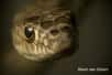 L’écaille transparente qui protège l’œil des serpents abriterait un réseau de vaisseaux sanguins. Le constat est tout à fait surprenant puisque les capillaires peuvent obstruer la vue de l’animal. Une étude révèle que les serpents seraient toutefois capables de réguler l’afflux sanguin s’ils se sentent menacés…
