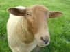 Il sera peut-être un jour possible de trouver du Wi-Fi en rase campagne en cherchant le mouton le plus proche ! En effet, une expérimentation conduite au Royaume-Uni par l’université de Lancaster prévoit d’équiper des troupeaux de moutons de colliers électroniques Wi-Fi qui pourraient se transformer en autant de points d’accès Internet.