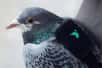 À Londres, une escadrille de pigeons sillonne la ville afin de surveiller la qualité de l'air. Ils sont équipés de capteurs miniatures qui mesurent les niveaux d'ozone et de dioxyde d'azote. Les riverains peuvent être tenus informés en temps réel en envoyant leur position via Twitter. Derrière cet habile coup de communication se trouve la jeune pousse française Plume Labs. Elle propose une application gratuite qui utilise l'intelligence artificielle pour offrir une sorte de météo de la pollution.