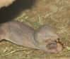 Le rat-taupe nu est un rongeur très étrange chez qui l’on n’a jamais observé un seul cas de cancer. D’où lui vient cette propriété ? De la forme particulière d’acide hyaluronique qu’il produit, selon une nouvelle étude. Cette molécule serait le fruit de l’adaptation à une vie souterraine.