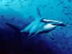 Une nouvelle espèce de requin-marteau a été identifiée dans les eaux de la Caroline du Sud. L’espèce est rare, ressemble à s’y méprendre au requin-marteau halicorne et se nomme Sphyrna gilberti. Retour sur cette étonnante découverte.