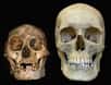 Une nouvelle espèce d'hominidés nains vient d'être mise à jour. Baptisée Homo floresiensis, cette espèce présente des caractéristiques physiques étonnantes. Selon Marta Mirazon Lahr et Robert Foley, de l'Université de Cambridge, il s'agirait de l'hominidé « aux caractéristiques les plus extrêmes jamais découvert ».