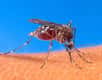 Le virus du chikungunya a voyagé de l'île de La Réunion vers la métropole.