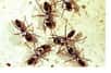 Ayant émergé il y a de cela 140 à 168 millions d'années, selon de nouvelles recherches, les fourmis s'avèrent beaucoup plus anciennes que ce qu'indiquaient les précédentes recherches. Ces insectes, aujourd'hui présents dans tous les écosystèmes terrestres, auraient cependant commencé à se diversifier il y a 100 millions d'années, de concert avec les plantes à floraison.