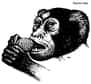 Les dents et mâchoires fossiles de deux nouvelles espèces de primates, ressemblant à de petits singes et ayant vécu il y a 37 millions d'années, ont été mises à jour dans d'anciens sédiments du désert Egyptien.