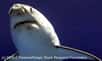 Septembre 2004. L'Aquarium de Monterey en Californie accueille un nouveau pensionnaire : un jeune requin blanc -une femelle de 1,50 m- qui avait été capturé par hasard dans les filets d'un pêcheur, avant d'atterrir dans un bassin de 16 millions de litres. 6 mois plus tard, son drôle de séjour s'achève...