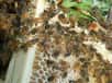 Dans la ruche, seule la reine est en droit de procréer. Mais il arrive parfois que des ouvrières pondent des oeufs. Quoiqu'il en soit, ces derniers sont rapidement anéantis, dévorés par les abeilles.