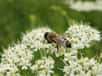 Selon les derniers chiffres de l'AFSSA (Agence Française de Sécurité Sanitaire des Aliments) à paraître dans le prochain magazine Valeurs Vertes, les colonies d'abeilles sont en partie décimées dans 14 départements français. Deux ans après l'imbroglio politico-médiatique sur les abeilles et l'interdiction de pesticides, les abeilles meurent toujours.
