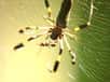 Fruit de 400 millions d'années d'évolution, la soie des araignées est considérée comme le St Graal en matière de performance de fibre. L'équipe du Dr. Thomas Scheibel, de la Chaire de biotechnologie de l'université technique de Munich, a développé deux procédés de fabrication de la protéine présente dans le fil d'araignée.