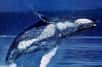 Franck Fisch, un biologiste de l'Université West Chester, aux Etats-Unis, a récemment découvert que les bosselures situées sur le bord antérieur des nageoires pectorales des baleines à bosses (Megaptera novaeangliae) amélioraient de manière significative leur hydrodynamisme. Cette découverte pourrait avoir des applications intéressantes en aéronautique.