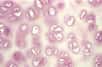 Des scientifiques britanniques sont parvenus à convertir des cellules souches embryonnaires humaines en cellules cartilagineuses, un pas encourageant qui pourrait déboucher sur la culture de cartilage en vue de transplantations. Ces recherches vont être publiées dans la revue scientifique Tissue Engineering.