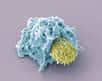 Des chercheurs de l'Institut Pasteur et du CNRS viennent de dévoiler un mécanisme par lequel le virus du sida (VIH) altère la réponse immunitaire. Ils ont montré que le virus réduisait considérablement le contact entre les lymphocytes T qu'il infecte et d'autres cellules de notre système immunitaire contact indispensable au déclenchement des réponses immunitaires. Leur travail est publié dans Immunity.
