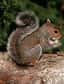 Face aux serpents à sonnette qui les menacent, les écureuils terrestres de Californie utilisent comme moyen de dissuasion l'élévation de la température de leur queue.