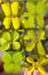 Les fleurs présentent une variété étonnante de formes. Elles peuvent toutes cependant être classées en deux formes basiques : celles à symétrie radiale, comme le lys, et celles à symétrie bilatérale, comme l'orchidée. Les études de fleurs fossiles et de génétique végétale ont montré que la symétrie radiale est l'état ancestral, alors que la symétrie bilatérale a évolué de nombreuses fois, et de façon indépendante, en des familles variées de plantes.