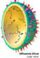 Les NIH ont annoncé le 5 octobre 2005 le séquençage complet de plus de 200 génomes de virus de la grippe.