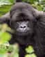 Un article à paraître dans "Nature" ce jeudi 9 novembre, révèle que des gorilles vivant à l'état sauvage en Afrique Centrale sont infectés par un virus apparenté au VIH-1. Ce résultat tout à fait inattendu est le fruit du travail d'une équipe internationale conduite par Martine Peeters et Eric Delaporte de l'IRD et de l'Université de Montpellier 1, associée aux Universités d'Alabama et de Nottingham ainsi qu'au projet PRESICA (Prévention du Sida au Cameroun).