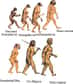 L'homme moderne ne se serait pas mélangé avec l'homme de Néanderthal, d'après une étude comparative de leur ADN.