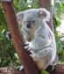 Pour une fois en écologie, les chiffres vont dans le sens inverse ! En effet, la population de koalas de l'île Kangourou dans le sud de l'Australie serait passée de 5000 individus en 1996 à 27 000 aujourd'hui. Le gouvernement a décidé de réagir pour éviter une surpopulation.