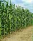 Le maïs est une plante domestiquée par l'homme qui n'est pas présente à l'état sauvage ; il existe une controverse scientifique quant à son origine.