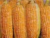 Suite au cas récent d'exportation illégale par les Etats-Unis de semences de maïs transgénique Bt10 vers la France et l'Espagne, la Commission européenne vient de publier une liste de 26 produits génétiquement modifiés autorisés dans les 25 Etats membres.