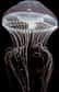 Les cnidaires (méduses, polypes, etc.) sont-ils vraiment les organismes primitifs que l'on pense ?