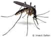 Une équipe internationale de scientifiques va coopérer durant les cinq prochaines années dans le cadre d'un projet de recherche dont l'objectif est de développer des pièges odorants et des insectifuges efficaces qui permettent d'empêcher les moustiques porteurs du paludisme de s'approcher de tout hôte humain potentiel.